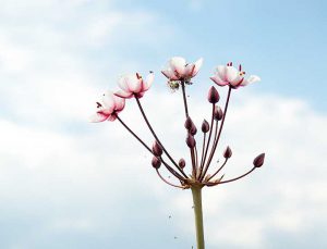 Blüten - Foto: Dagmar tille