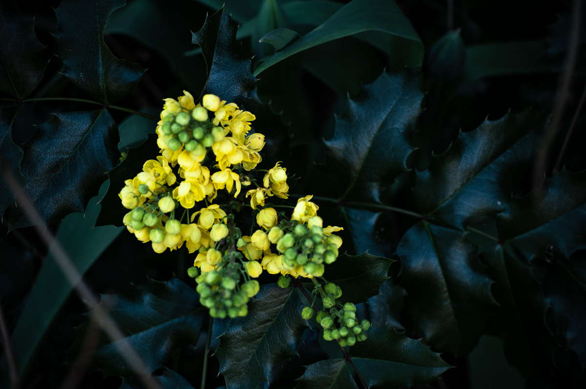 Gelbe Blüten und dunkles Blattwerk